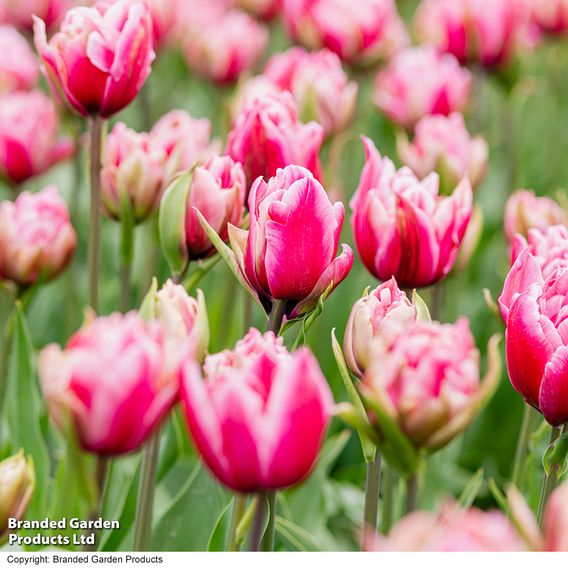Tulip 'Love Whisper'