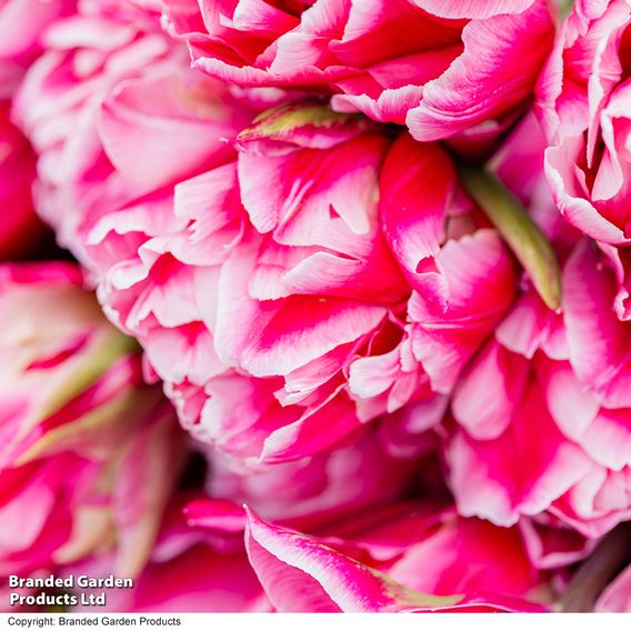 Tulip 'Love Whisper'