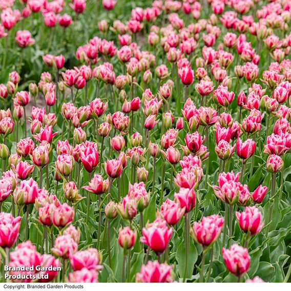 Tulip 'Love Whisper'
