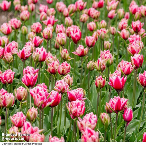 Tulip 'Love Whisper'