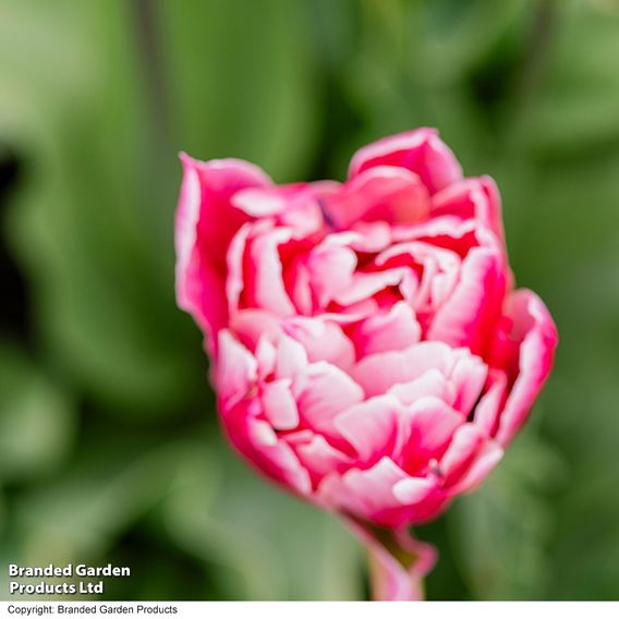 Tulip 'Love Whisper'