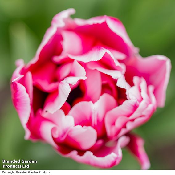 Tulip 'Love Whisper'