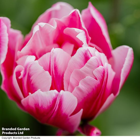 Tulip 'Love Whisper'