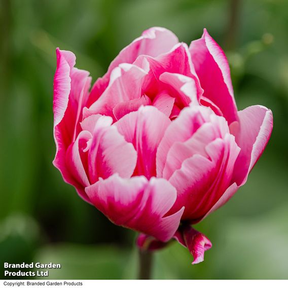 Tulip 'Love Whisper'