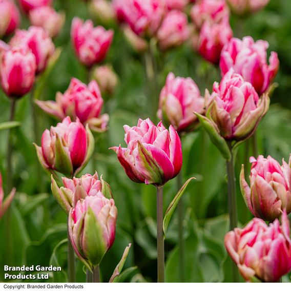 Tulip 'Love Whisper'
