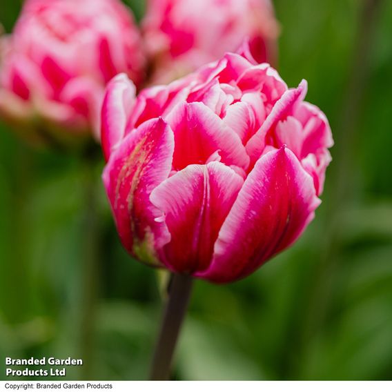 Tulip 'Love Whisper'