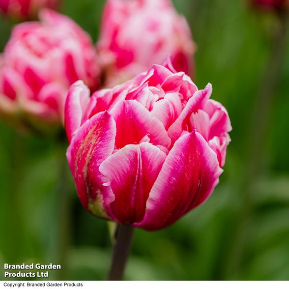 Tulip 'Love Whisper'