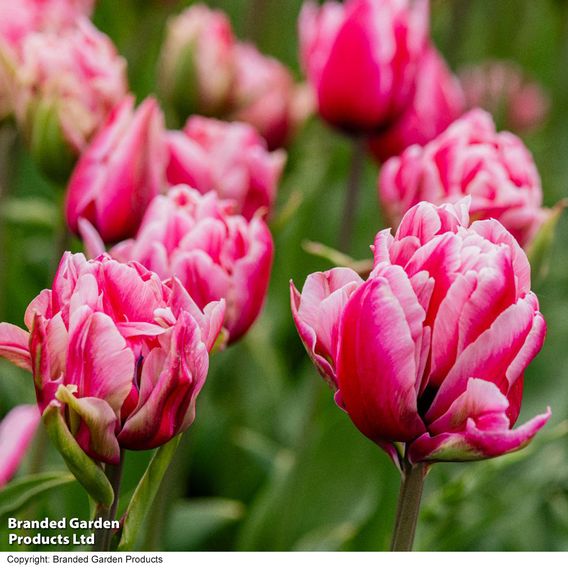 Tulip 'Love Whisper'