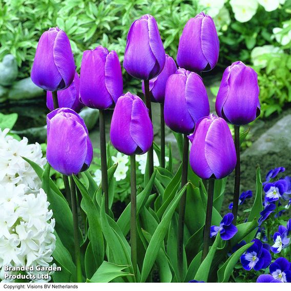 Tulip 'Magic Lavender' and 'Mango Charm' Collection