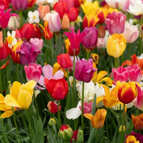Tulip 'Majestic Mix'