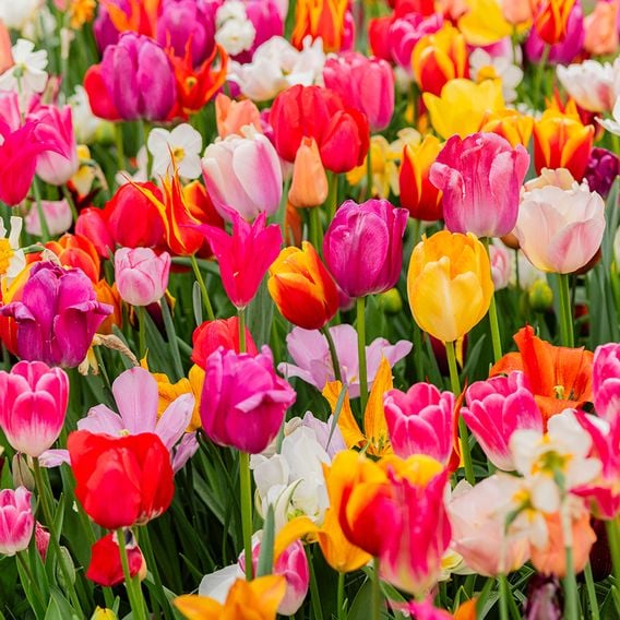 Tulip 'Majestic Mix'