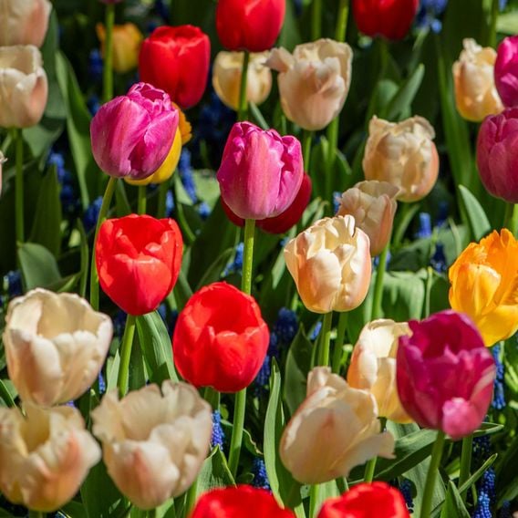 Tulip 'Majestic Mix'