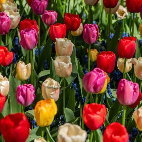 Tulip 'Majestic Mix'
