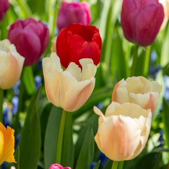 Tulip 'Majestic Mix'