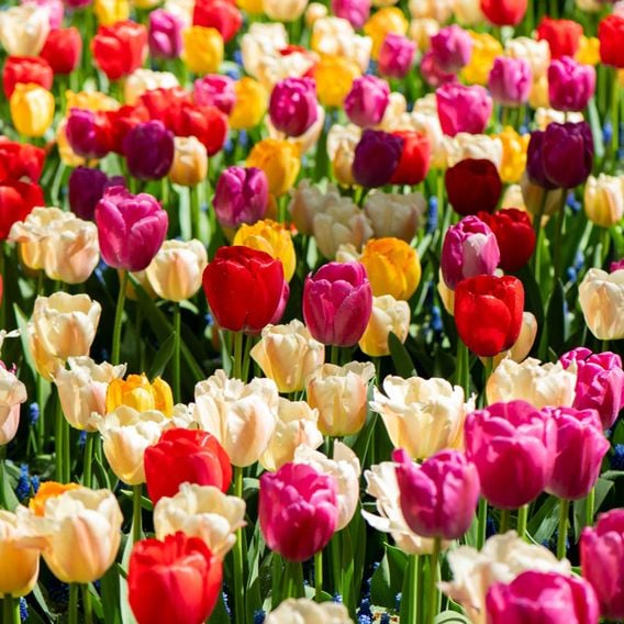 Tulip 'Majestic Mix'