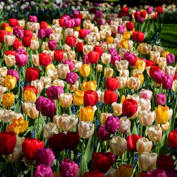 Tulip 'Majestic Mix'