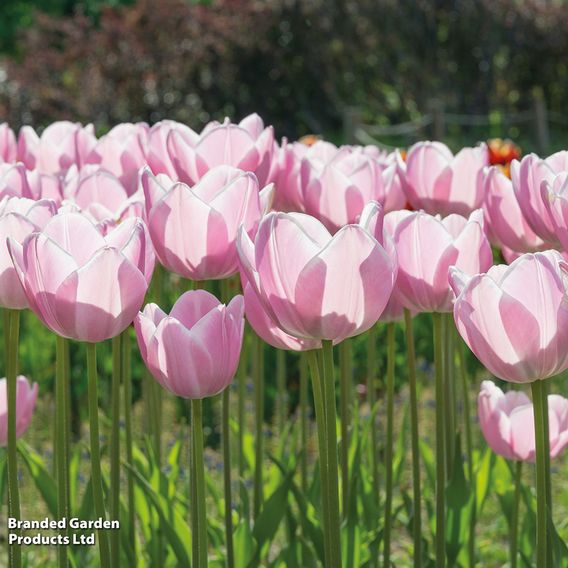 Tulip 'Magic Lavender' and 'Mango Charm' Collection
