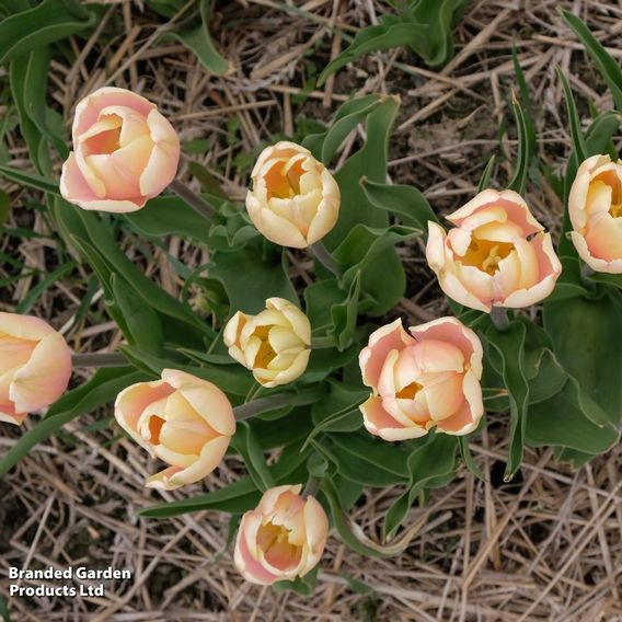 Tulip 'Magic Lavender' and 'Mango Charm' Collection