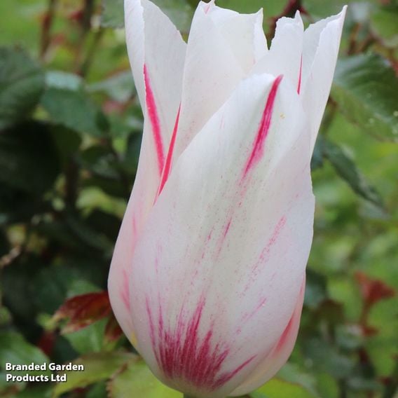 Tulip 'Marilyn'