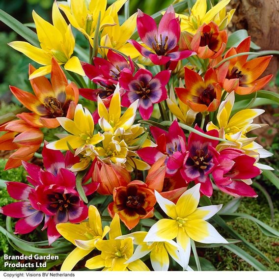 Tulip 'Miniature Everlasting Mix'