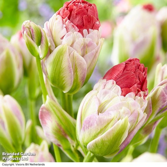 Tulip 'Multi-flowering Pink'