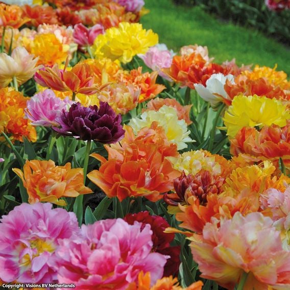 Tulip 'Murillo Mixed'
