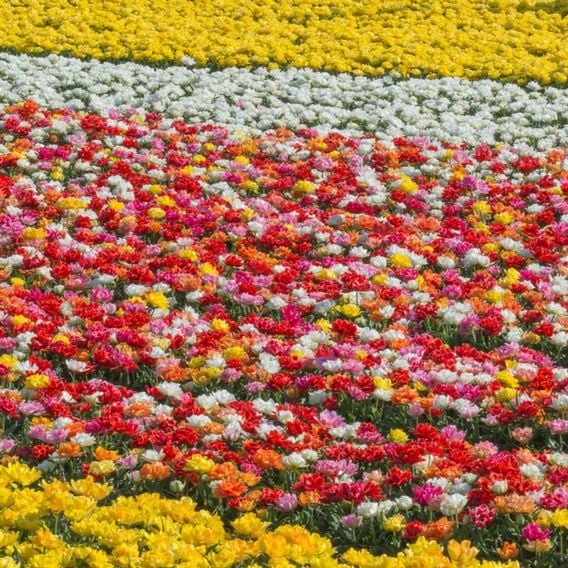 Tulip 'Murillo Mixed'