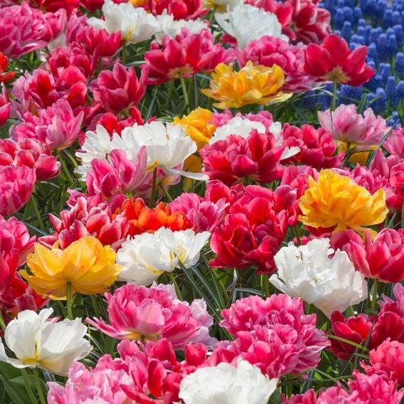 Tulip 'Murillo Mixed'