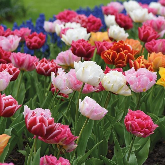 Tulip 'Murillo Mixed'