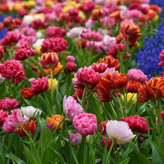 Tulip 'Murillo Mixed'