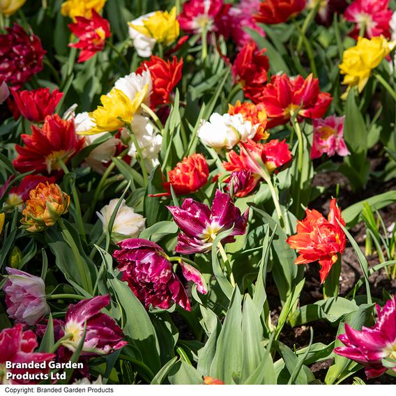 Tulip 'Murillo Mixed'