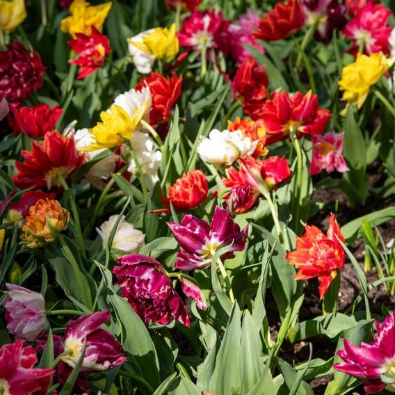 Tulip 'Murillo Mixed'