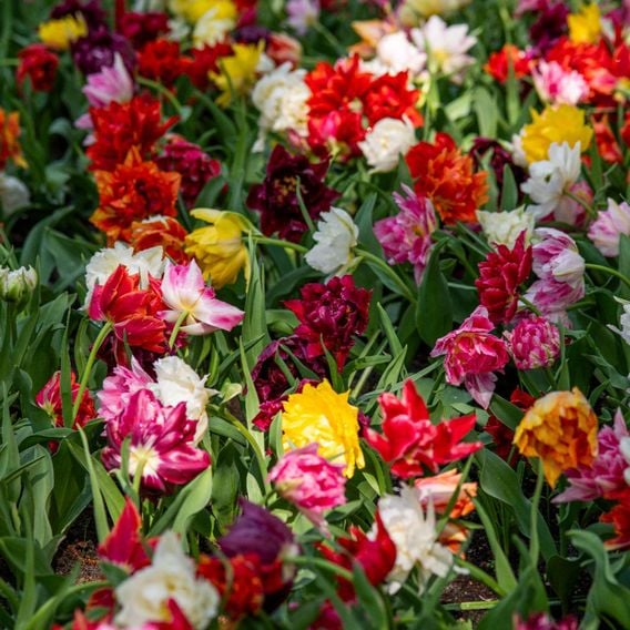 Tulip 'Murillo Mixed'