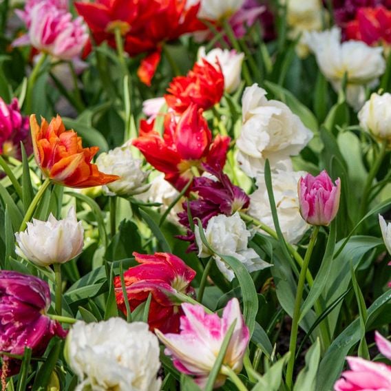 Tulip 'Murillo Mixed'
