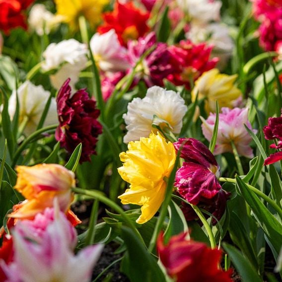 Tulip 'Murillo Mixed'