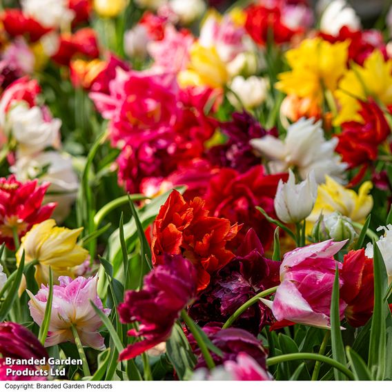 Tulip 'Murillo Mixed'