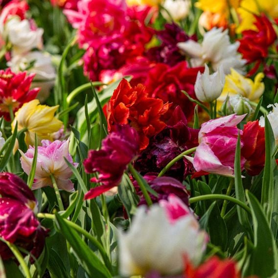 Tulip 'Murillo Mixed'