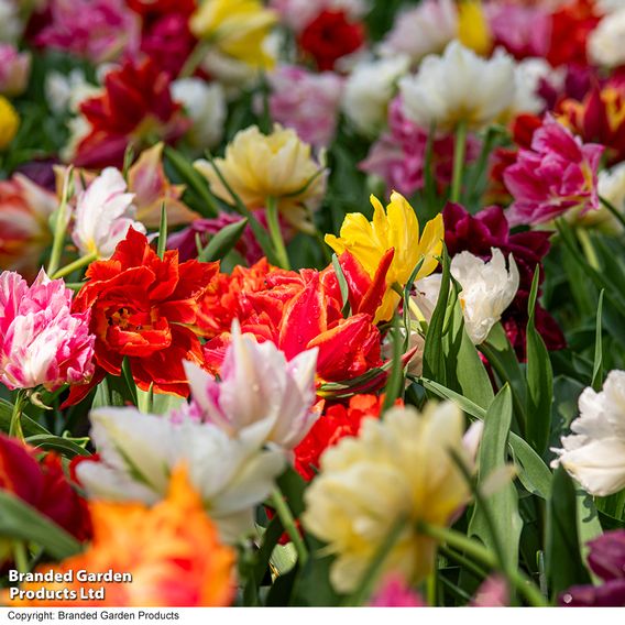Tulip 'Murillo Mixed'