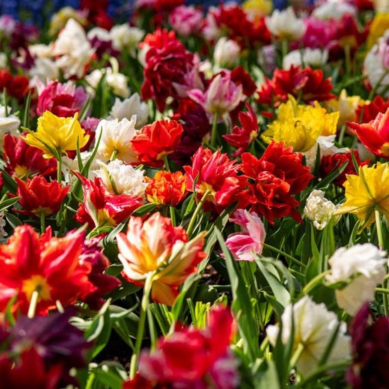 Tulip 'Murillo Mixed'