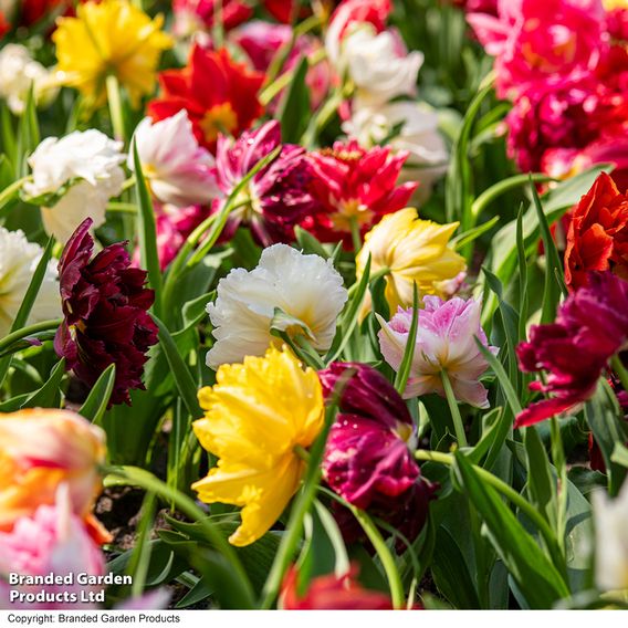 Tulip 'Murillo Mixed'