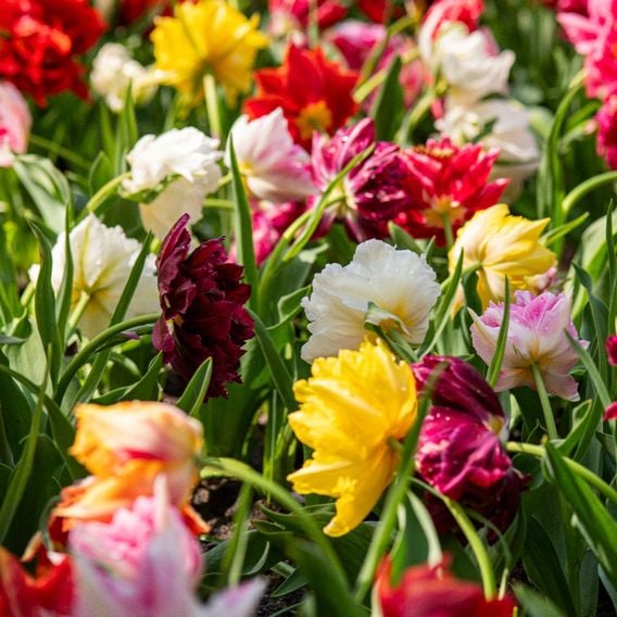 Tulip 'Murillo Mixed'
