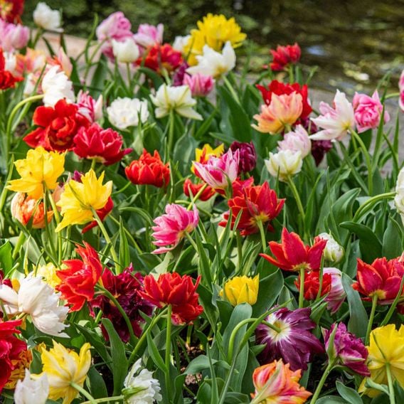 Tulip 'Murillo Mixed'