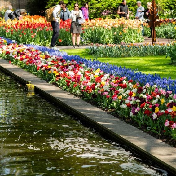 Tulip 'Murillo Mixed'