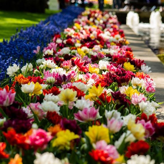 Tulip 'Murillo Mixed'