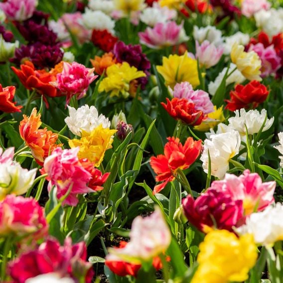 Tulip 'Murillo Mixed'