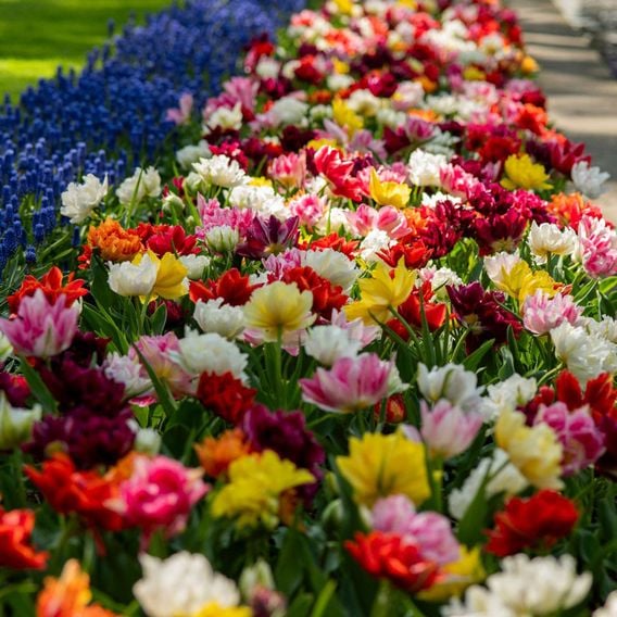 Tulip 'Murillo Mixed'