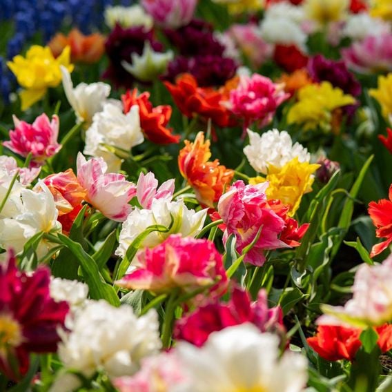 Tulip 'Murillo Mixed'