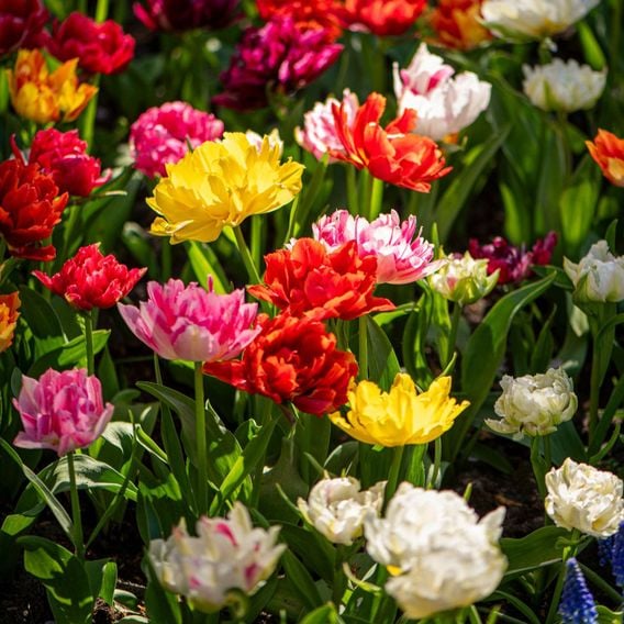 Tulip 'Murillo Mixed'
