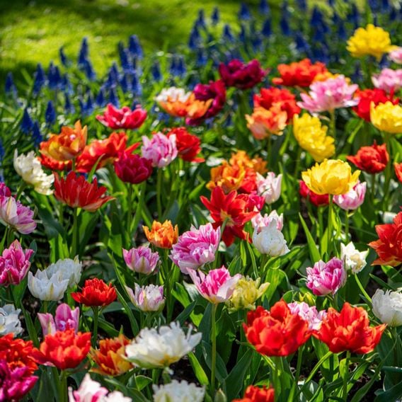 Tulip 'Murillo Mixed'