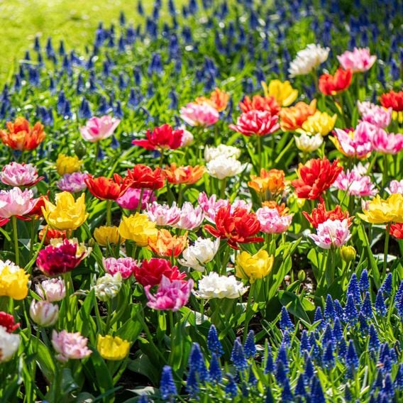 Tulip 'Murillo Mixed'